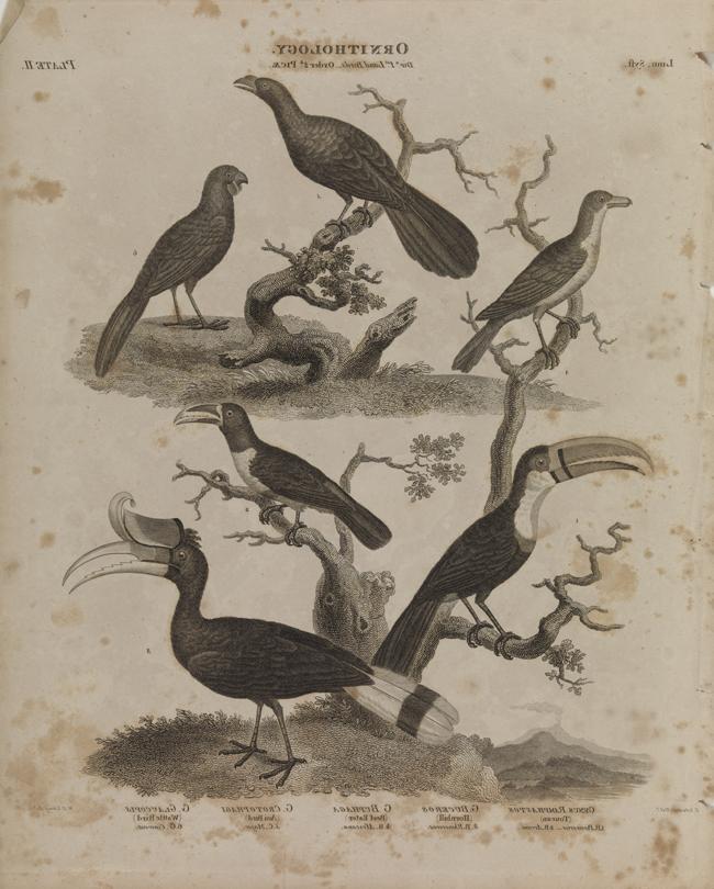 Ornithology: Land Birds