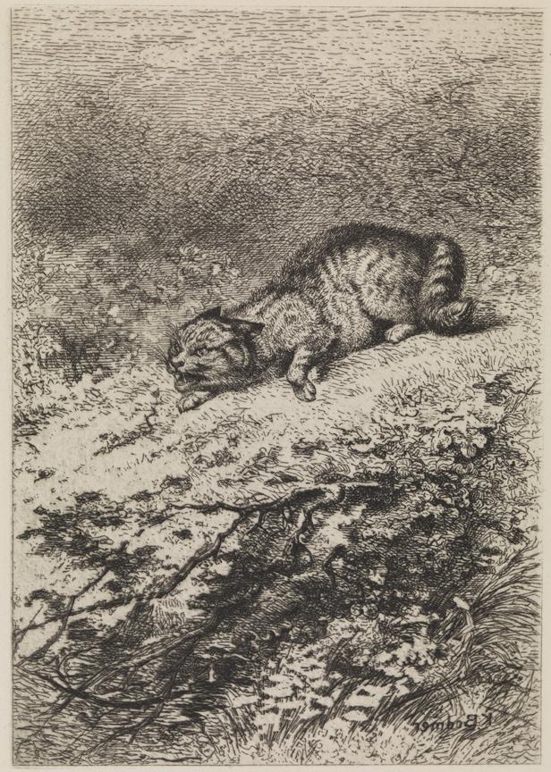[Cat in landscape]
