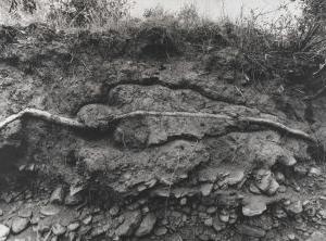 Ana Mendieta, Untitled (from the Silueta series), 1980 Gelatin silver emulsion print; 39 1/2 x 53 1/4 inches PAFA, Art by Women Collection, Gift of Linda Lee Alter © The Estate of Ana Mendieta Collection courtesy Galerie Lelong, New York